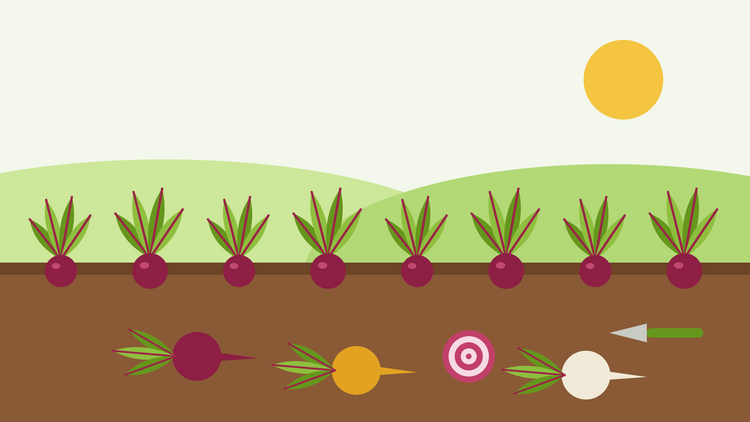 How to grow beetroot from seed — flat illustration of a row of red beetroot with leafy tops in the soil, with pulled red, golden and white roots and a striped Chioggia slice