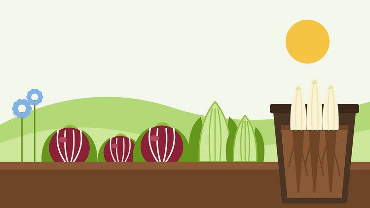 How to grow chicory from seed — flat illustration of red radicchio heads and pale sugarloaf chicory in a vegetable bed beside a cross-section of a forcing pot with white witloof chicons growing from roots in the dark