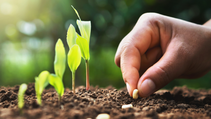 Luomosiemenet – SeedsChoice