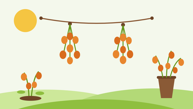 Kiinalaislyhtypensaiden kuivaaminen — litteä kuvitus oransseista Physalis-palloista ripustettuna kuivauslinjaan kuivuvien varsien kimpun vieressä