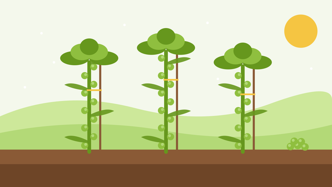 How to grow Brussels sprouts from seed — flat illustration of three tall staked sprout plants with sprouts along the stems and a pile of harvested sprouts on the soil