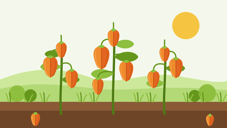 Kuinka kasvattaa kiinalaisia lyhtyjä siemenestä — litteä kuvitus Physalis alkekengi -kasveista, joissa on riippuvia oransseja paperisia lyhtyjä puutarhapenkin yläpuolella