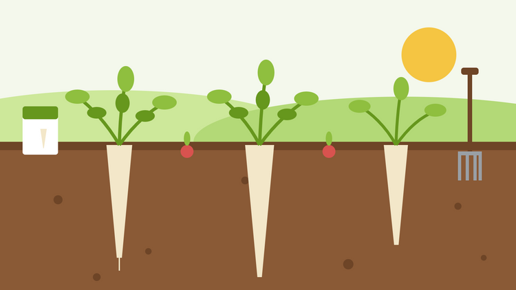 How to grow parsnips from seed — flat illustration of long pale parsnip roots growing deep in the soil, with radish row markers, a seed packet and a garden fork