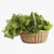 Yrttisiemenet – kokoelma SeedsChoicessa