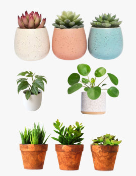 collection_image