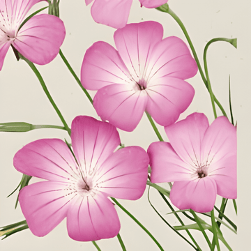 Kornroho Milas siemenet (Agrostemma githago) – luomuvuosikukkanen