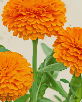 Luomukehäkukan siemenet Calendula officinalis yksivuotiset pallokukat oranssi