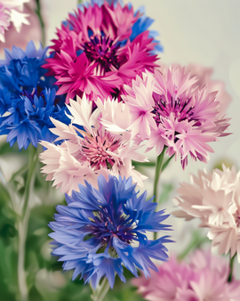Ruiskaunokki Mixed -siemenet luomu Centaurea cyanus yksivuotinen