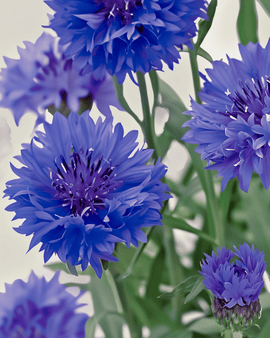 Luomu ruiskukannan siemenet Centaurea cyanus Blue Ball yksivuotinen