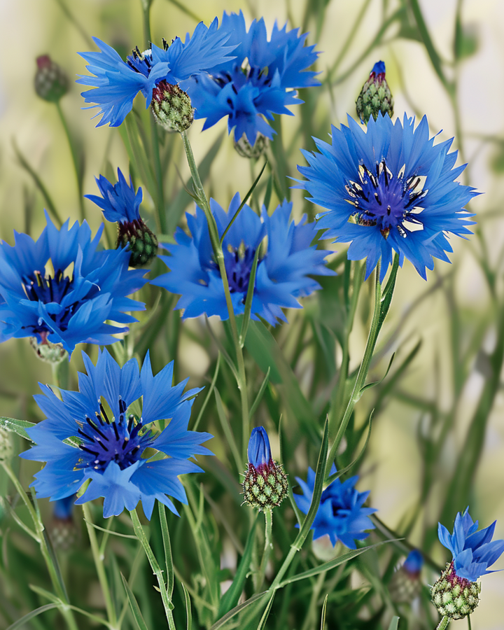 Wild Cornflower seeds (Centaurea cyanus) – organic annual flower