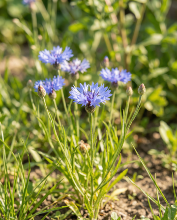 Villiruiskukkanen (Centaurea cyanus) – luomulaatuiset yksivuotiset kukkasiemenet, SeedsChoice