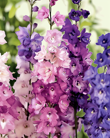 Ritarinkannus Imperial Mix -siemenet (Delphinium consolida) – luomu yksivuotinen kukka