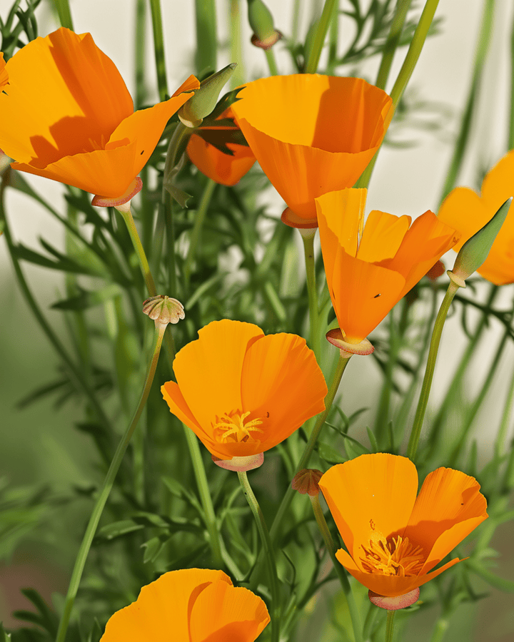 Aurantiaca Yellow -siemenet (Eschscholzia californica) – luomulaatuinen yksivuotinen kukka