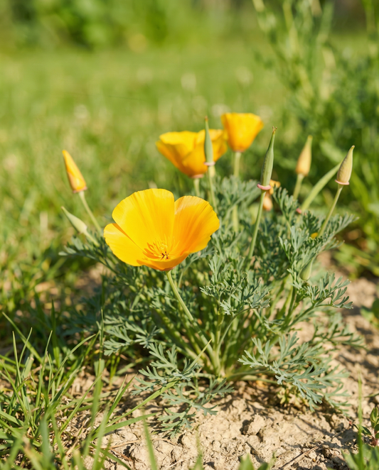Aurantiaca Yellow (Eschscholzia californica) – luomulaatuiset yksivuotisen kukan siemenet, SeedsChoice