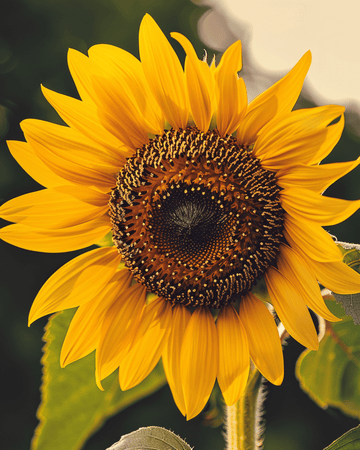 Auringonkukka Single Giant siemenet (Helianthus annuus) – luomu yksivuotinen kukka