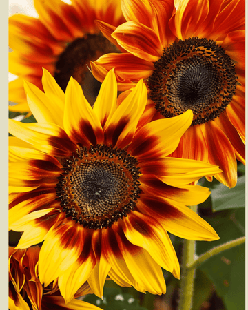 Auringonkukka Compact Spray -siemenet (Helianthus annuus) – luomu, yksivuotinen kukka