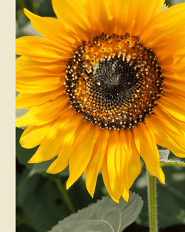 Auringonkukan siemenet Nakdi F1 luomu Helianthus Annuus yksivuotinen siitepölytön