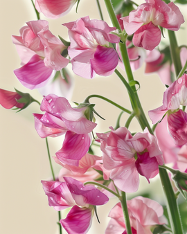 Haisuherne Painted Lady -siemenet – luomu Lathyrus odoratus yksivuotinen kukka