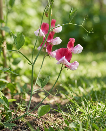 Haisuherne Painted Lady (Lathyrus odoratus) – luomu yksivuotiset kukkasiemenet – SeedsChoice