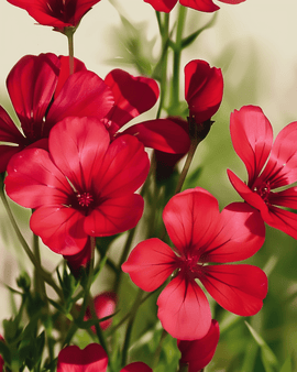 Scarlett Flax Seeds Organic Linum Grandiflorum Annual Flower