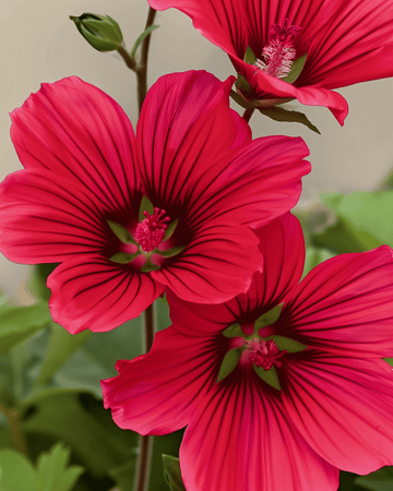 Red Queen seeds (Malope trifida) – organic annual flower