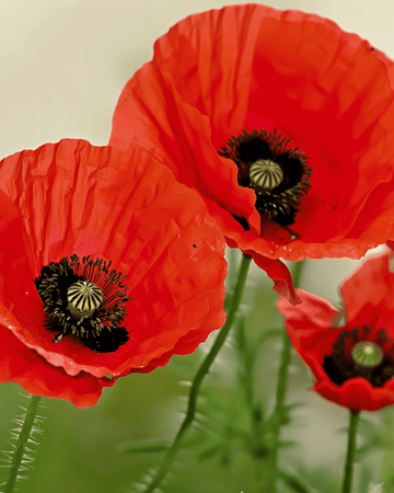 Unikon siemenet (Papaver rhoeas) – luomulaatuinen yksivuotinen kukka