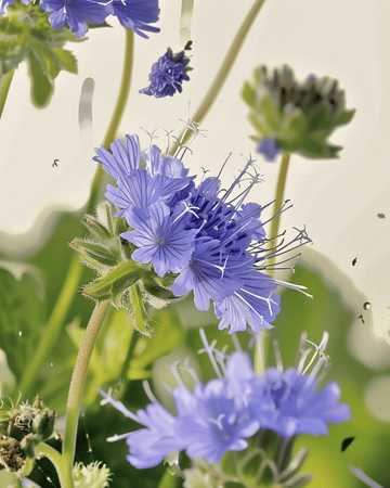 Phacelia-siemenet luomu Phacelia Tanacetifolia yksivuotiset kukat siemenet (Phacelia tanacetifolia) – luomu yksivuotinen…
