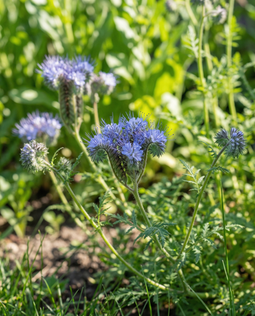 Phacelia-siemenet luomu Phacelia Tanacetifolia yksivuotiset kukat (Phacelia tanacetifolia) – luomu yksivuotinen ku…