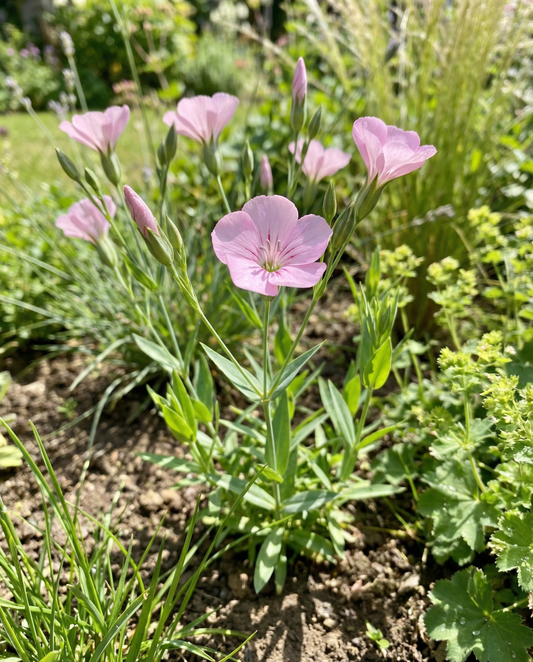 Saippuayrtti Pink Beauty (Saponaria vaccaria) – luomu, yksivuotiset yrttisiemenet, SeedsChoice