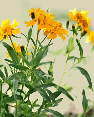 Meksikonrakuunan siemenet (Tagetes lucida) – luomu yksivuotinen kukka