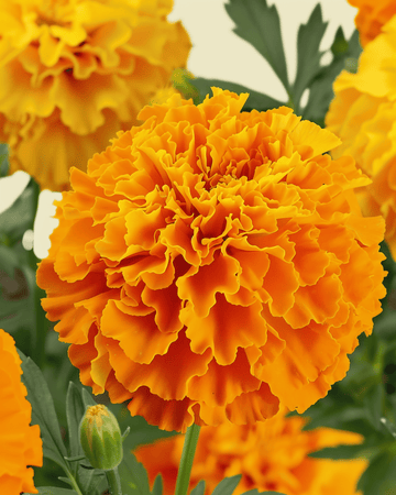 Afrikkalainen samettikukka Sunset Giants Mixed siemenet (Tagetes erecta) – luomu yksivuotinen kukka