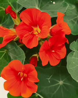 Koristekrassi Empress Of India -siemenet luomu Tropaeolum majus yksivuotinen