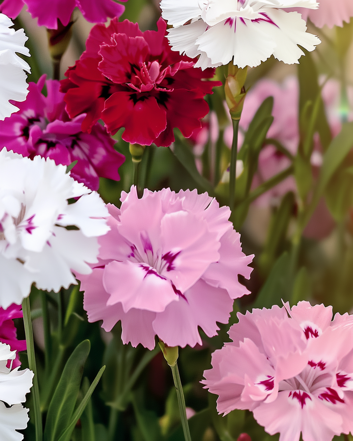 Neilikka (Dianthus barbatus) siemenet – luomulajitelma kaksivuotisista