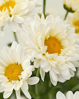 Shasta Daisy Seeds Organic Chrysanthemum Leucanthemum May Queen Perennial