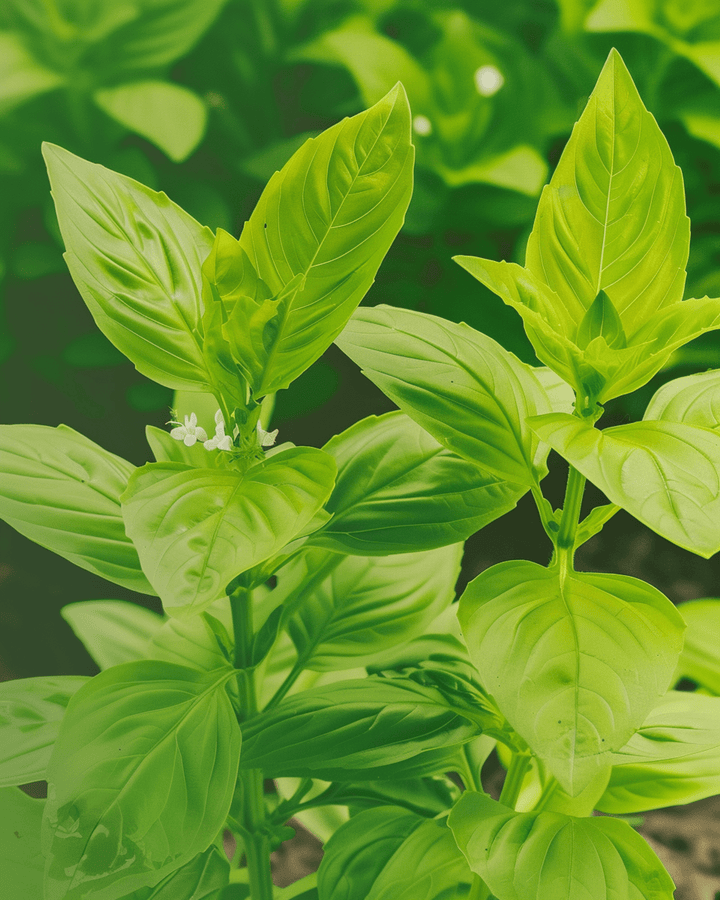 Sitruunabasilikaansiemenet (Ocimum basilicum) – luomu yksivuotinen yrtti