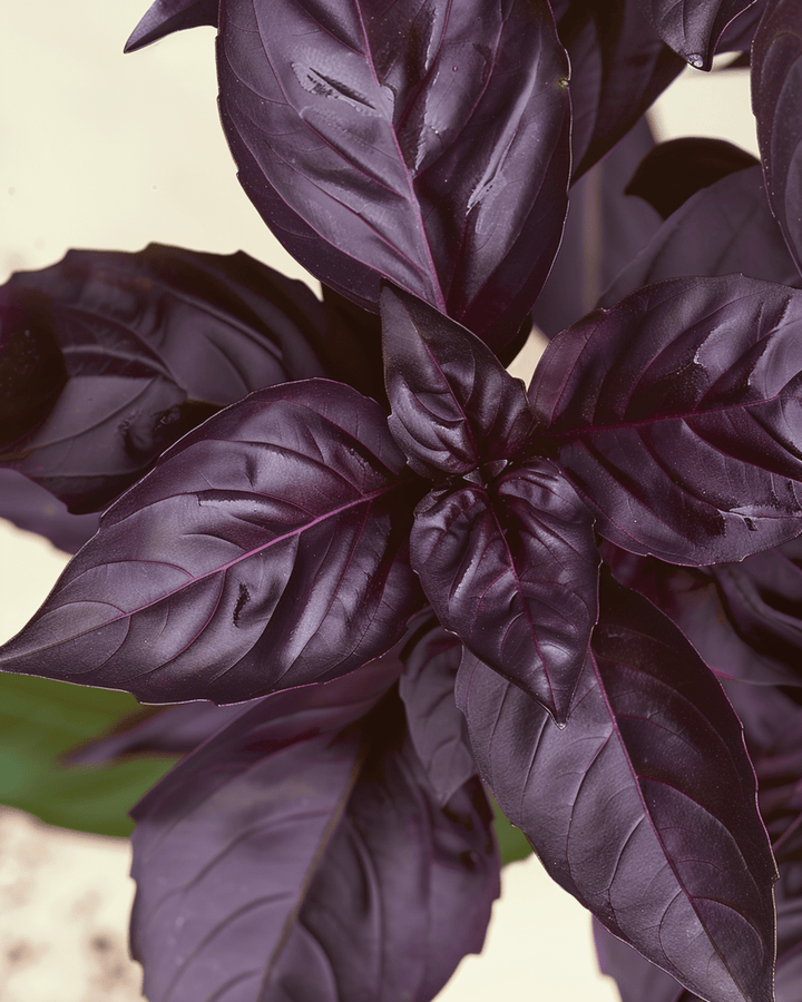 Basilika Red Rubin siemenet (Ocimum basilicum) – luomu yksivuotinen yrtti