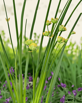 Luomusiemenet ruohosipuli Allium schoenoprasum monivuotinen Prager