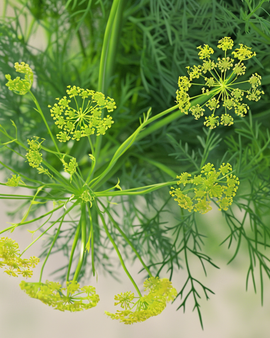 Dill Seeds Organic Anethum Graveolens Annual Herb