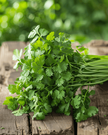 Korianterin siemenet (Coriandrum sativum) – luomulajike yksivuotinen yrtti