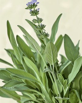 Luomusalvia-siemenet, Salvia officinalis, monivuotinen yrtti