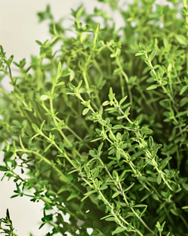 Timjaminsiemenet luomu Thymus vulgaris perenna yrtti