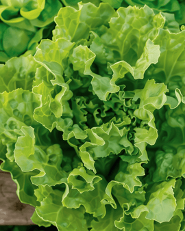 Luomundiiviisiemenet Nummer Vijf 2 Cichorium Endivia vuosilaji