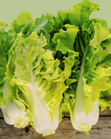 Endive Blonde Coeur Plein -siemenet (Cichorium endivia) – luomuvihannes, yksivuotinen