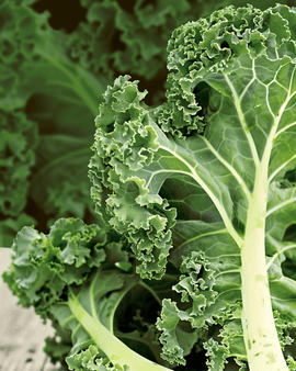 Kähäräkaali siemenet luomu Brassica Oleracea yksivuotinen Westland Autumn