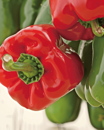 Sweet Pepper California Wonder seeds (Capsicum annuum) – organic annual vegetable