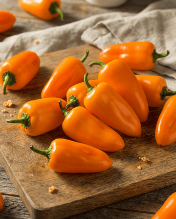 Makea snacking-paprika Flynn siemenet (Capsicum annuum) – luomu yksivuotinen vihannes