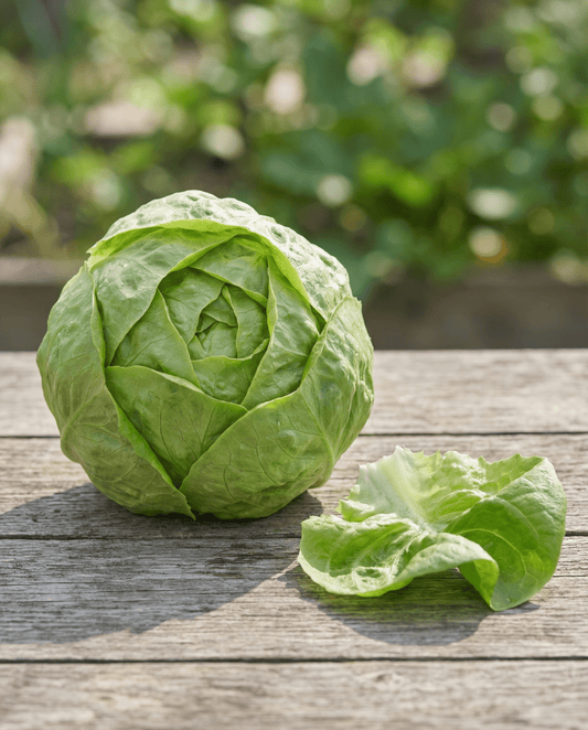 Salaatti Hilde Ii (Lactuca sativa) – luomu yksivuotiset vihannessiemenet SeedsChoice-verkkokaupasta