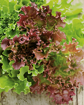Kähärälehtisalaatin Lollo Rossa luomusiemenet – Lactuca sativa – yksivuotinen vihannes