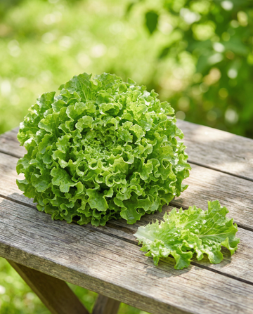 Lehtisalaatti Salad Bowl Green (Lactuca sativa) – luomu yksivuotinen vihanneksen siemenet SeedsChoicelta