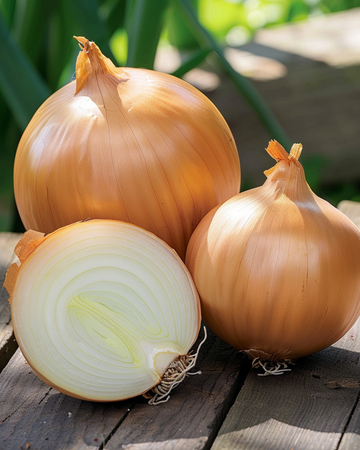 Sipuli Rijnsburger 5 siemenet (Allium cepa) – luomu yksivuotinen vihannnes
